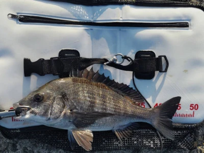 日の出渡船の2026年3月12日(木)2枚目の写真