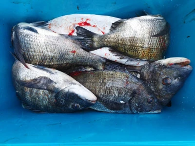 日の出渡船の2026年3月12日(木)3枚目の写真