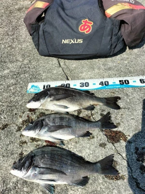 日の出渡船の2026年3月12日(木)4枚目の写真