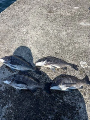 日の出渡船の2026年3月12日(木)5枚目の写真