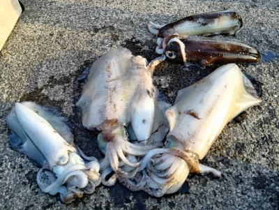 天竜丸の2026年3月12日(木)5枚目の写真