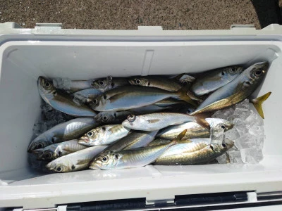 釣船 五郎丸の2026年3月12日(木)2枚目の写真