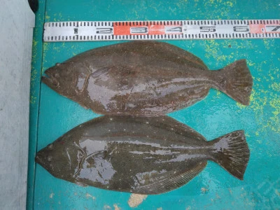 江戸っ子丸の2026年3月13日(金)3枚目の写真