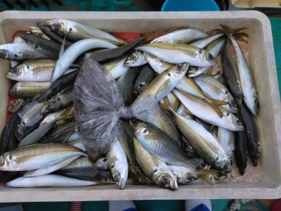 江戸っ子丸の2026年3月13日(金)5枚目の写真