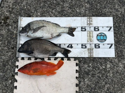 川端渡船の2026年3月13日(金)2枚目の写真