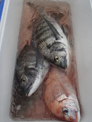 村井丸の2026年3月13日(金)2枚目の写真