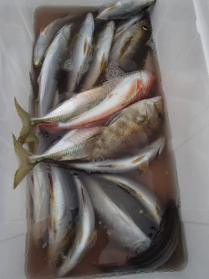 村井丸の2026年3月13日(金)4枚目の写真