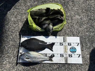 川端渡船の2026年3月14日(土)1枚目の写真