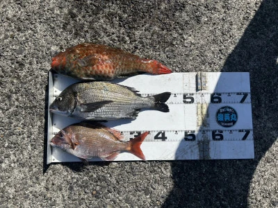 川端渡船の2026年3月14日(土)2枚目の写真