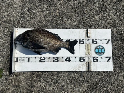 川端渡船の2026年3月15日(日)1枚目の写真