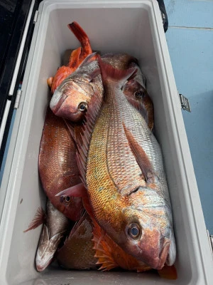 八坂丸の2026年3月18日(水)5枚目の写真