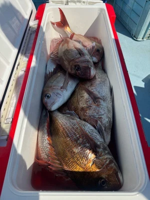 八坂丸の2026年3月17日(火)4枚目の写真