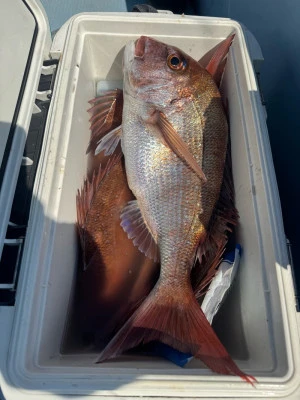 八坂丸の2026年3月17日(火)5枚目の写真