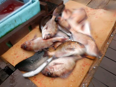 フィッシングレインボーの2026年3月18日(水)4枚目の写真