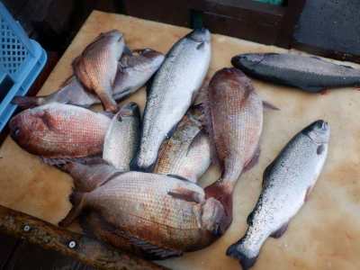 フィッシングレインボーの2026年3月17日(火)2枚目の写真