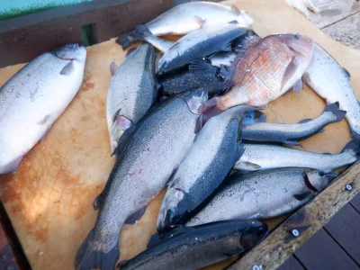 フィッシングレインボーの2026年3月17日(火)3枚目の写真