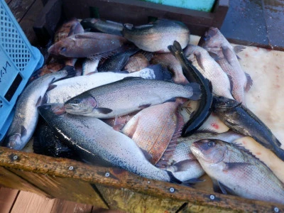 フィッシングレインボーの2026年3月14日(土)1枚目の写真