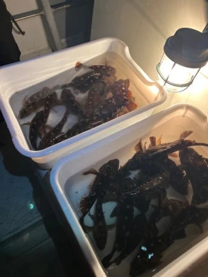 釣り船 大翔丸の2026年3月21日(土)4枚目の写真