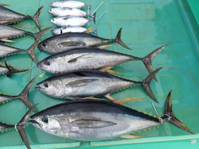 安延遊漁 建鳳丸の2026年3月22日(日)5枚目の写真