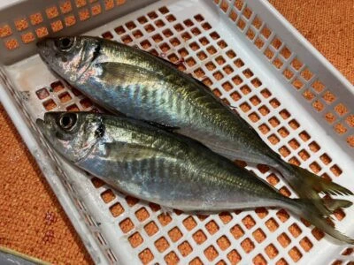 尾鷲 武丸の2026年3月21日(土)5枚目の写真