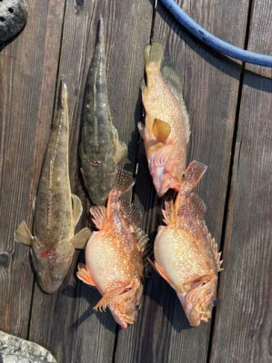 フィッシングセンター 海友の2026年3月21日(土)2枚目の写真