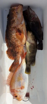 フィッシングセンター 海友の2026年3月20日(金)3枚目の写真