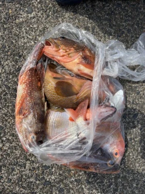 フィッシングセンター 海友の2026年3月20日(金)4枚目の写真