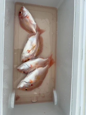 フィッシングセンター 海友の2026年3月15日(日)2枚目の写真