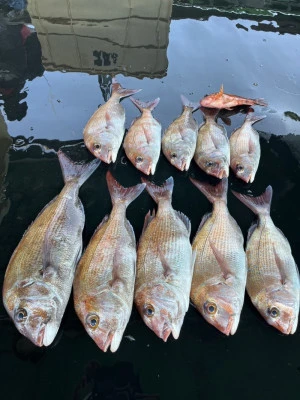 小島丸の2026年3月24日(火)1枚目の写真