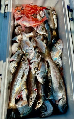 船宿 秋田屋の2026年3月21日(土)2枚目の写真