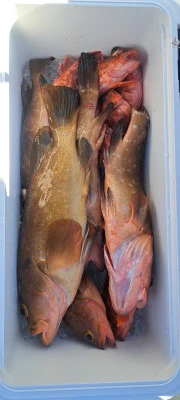 釣り船くわだの2026年3月26日(木)2枚目の写真