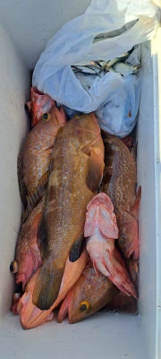 釣り船くわだの2026年3月26日(木)3枚目の写真