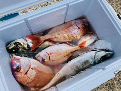 太幸丸の2026年3月30日(月)5枚目の写真