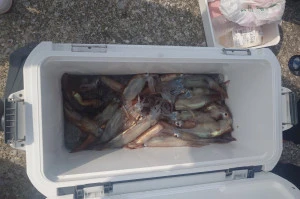 釣り船 秀進丸の2026年3月28日(土)5枚目の写真