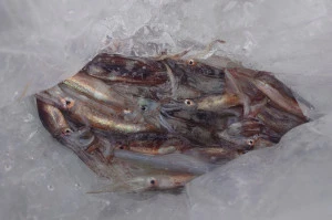 釣り船 秀進丸の2026年3月30日(月)1枚目の写真