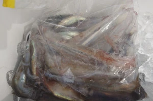 釣り船 秀進丸の2026年3月30日(月)2枚目の写真