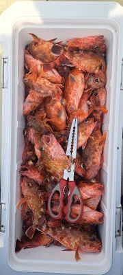 釣り船くわだの2026年3月28日(土)3枚目の写真