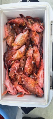 釣り船くわだの2026年3月28日(土)4枚目の写真