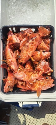 釣り船くわだの2026年3月28日(土)5枚目の写真