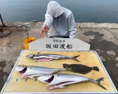 坂田渡船の2026年3月29日(日)3枚目の写真