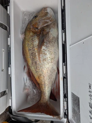 ヨシダマリンの2026年4月1日(水)2枚目の写真