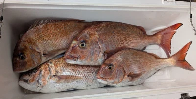 ヨシダマリンの2026年4月1日(水)3枚目の写真