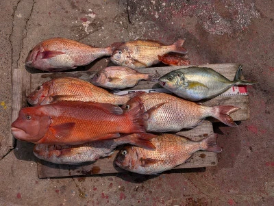 ヨシダマリンの2026年3月29日(日)1枚目の写真