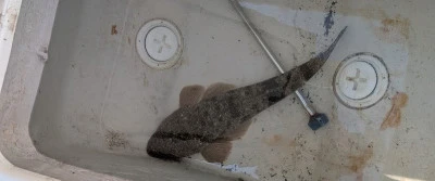 ヨシダマリンの2026年3月29日(日)5枚目の写真