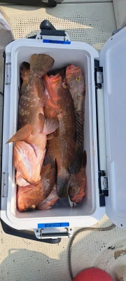 釣り船くわだの2026年3月29日(日)3枚目の写真