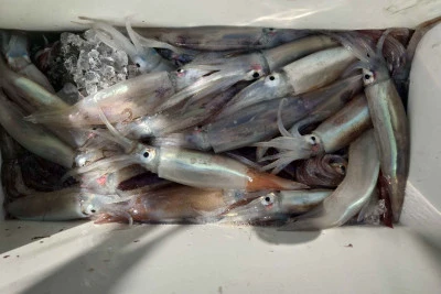 釣り船 秀進丸の2026年4月3日(金)3枚目の写真