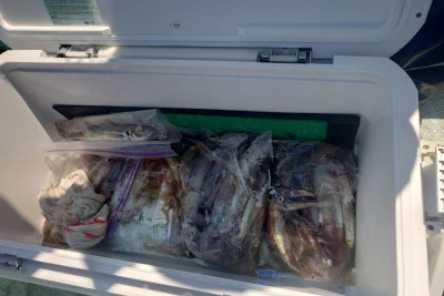 釣り船 秀進丸の2026年4月3日(金)4枚目の写真