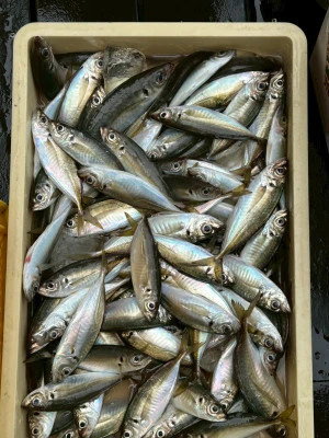 荒川屋の2026年4月4日(土)4枚目の写真