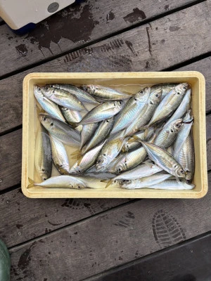 荒川屋の2026年4月4日(土)5枚目の写真