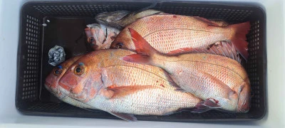 釣り船くわだの2026年4月3日(金)1枚目の写真